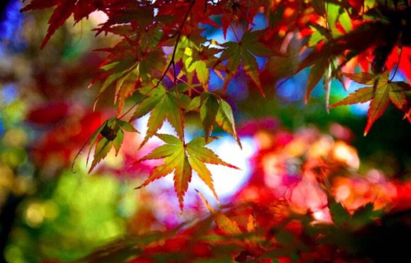 Red and Green Maple Leaves — Vibrant, Autumn