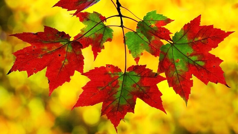 Red and Green Maple Leaves — Vibrant
