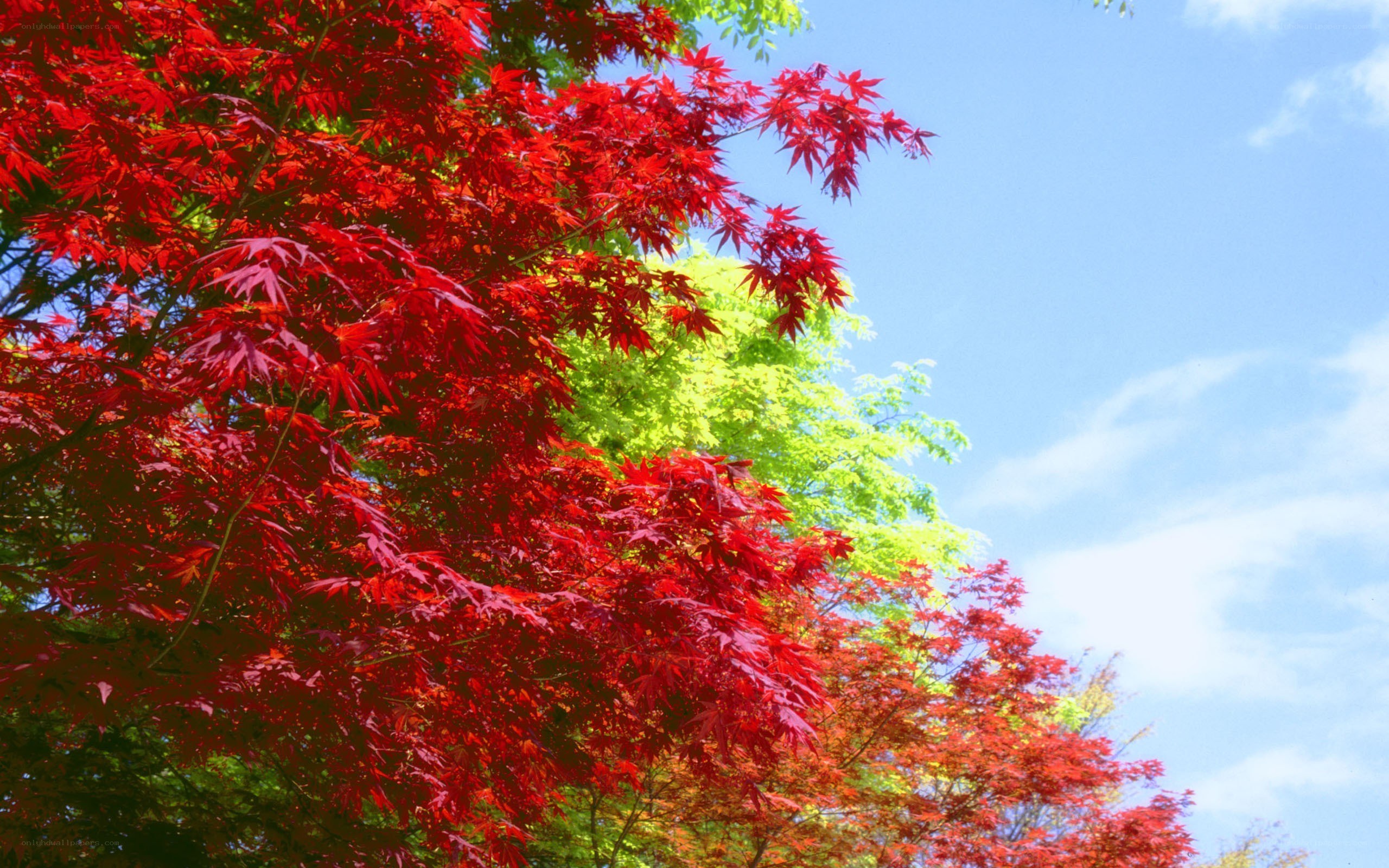 Red and green maple leaves