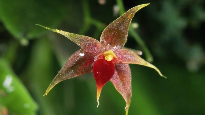 red and green orchid flower