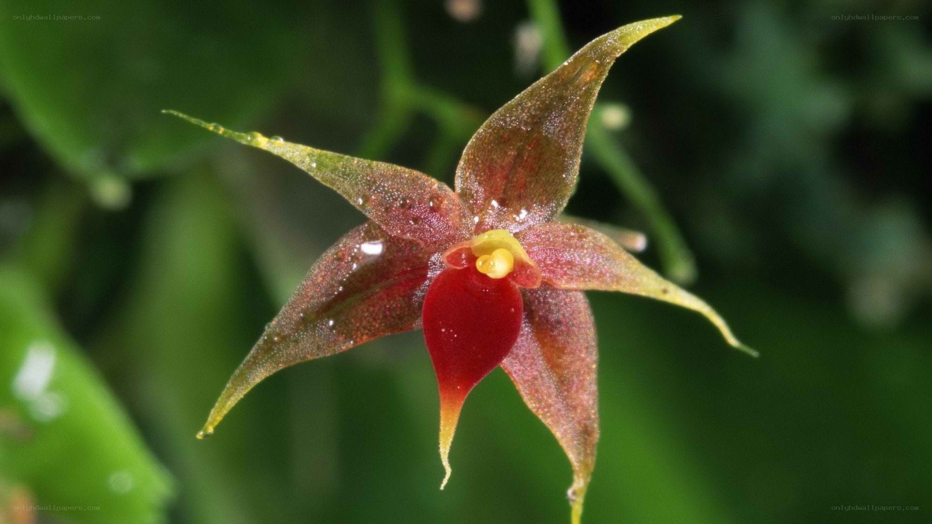 red and green orchid flower
