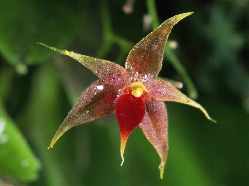 red and green orchid flower