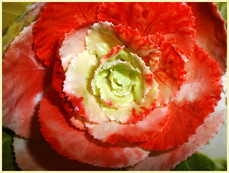Red and Green Ornamental Cabbage
