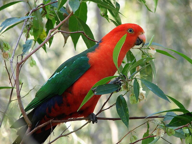 Red and Green Parrot — Calm, Afternoon