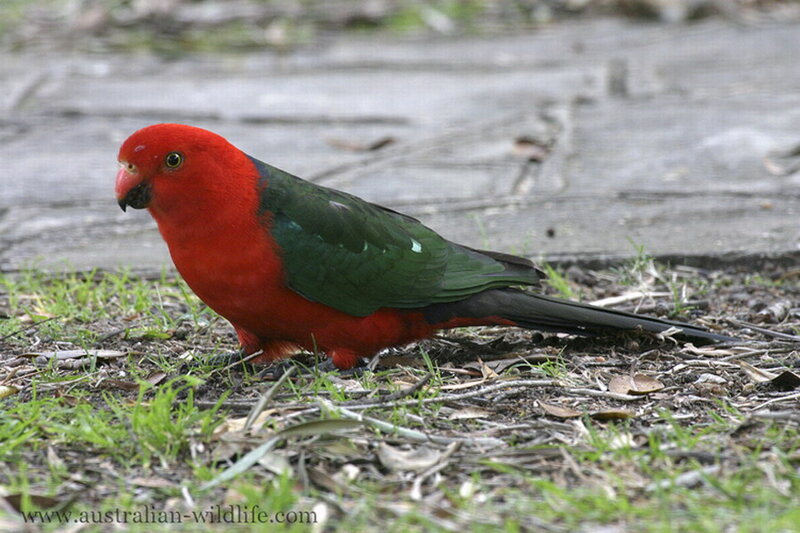 Red and Green Parrot — Calm, Photograph, Grass