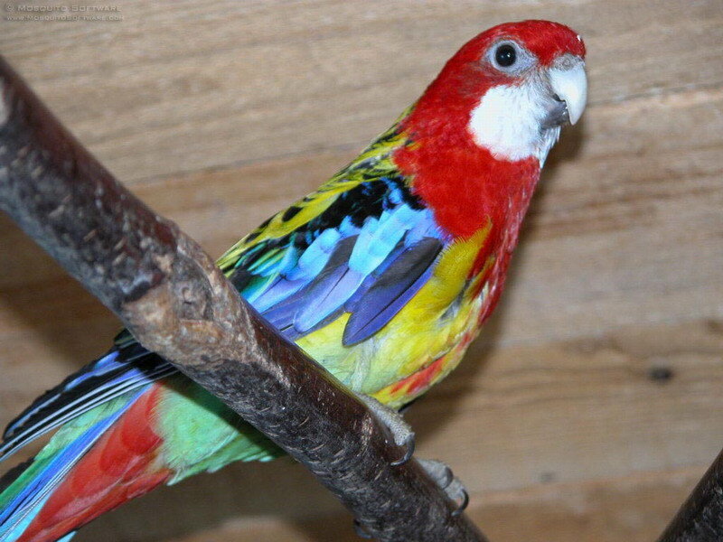 Red and Green Parrot — Calm, Photograph