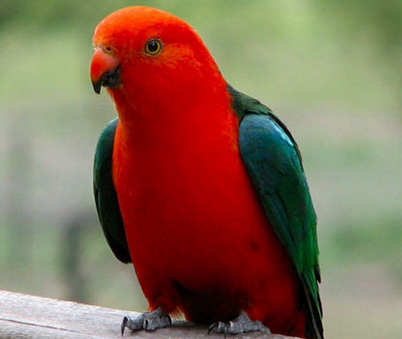 Red and Green Parrot — Calm