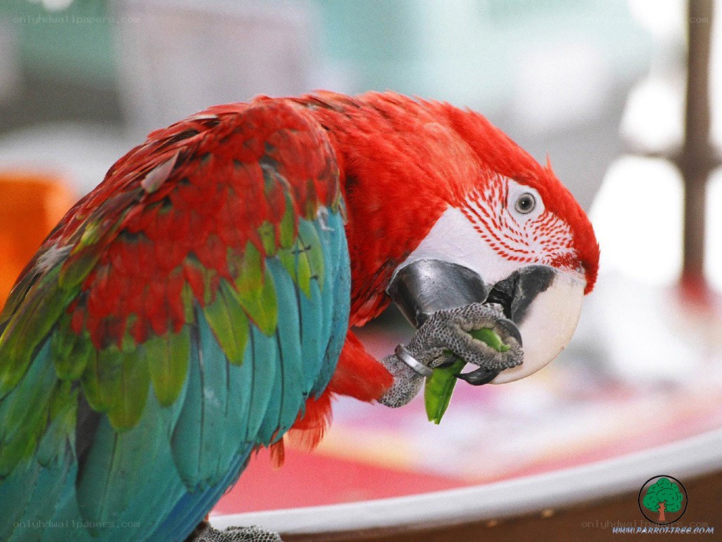 Red and green parrot eating