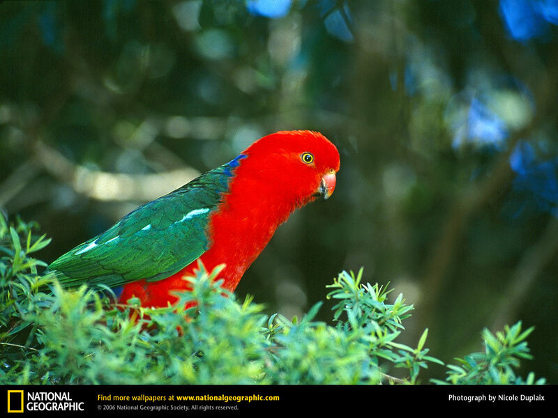 Red and green parrot in bush