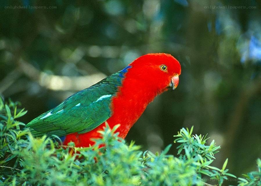 Red and green parrot in foliage