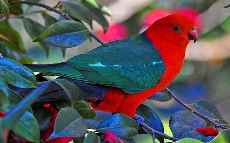 Red and Green Parrot — Natural, Afternoon, Photograph, Bird