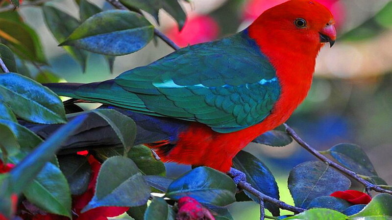 Red and Green Parrot — Natural, Afternoon