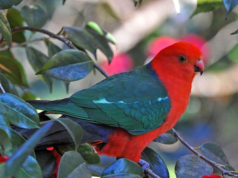 Red and Green Parrot — Natural