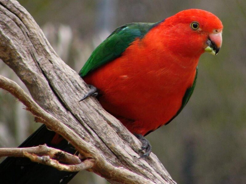 red and green parrot on branch