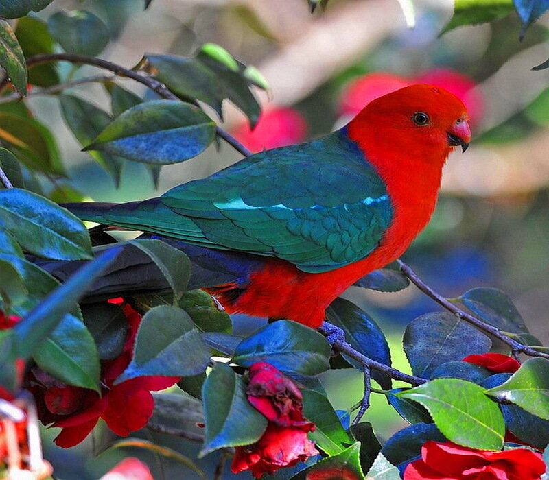 Red and Green Parrot