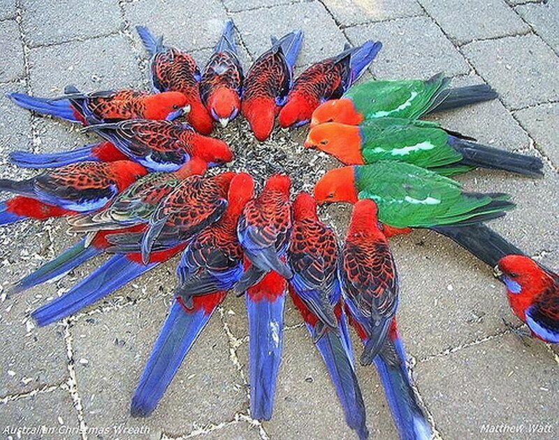 Red and Green Parrots