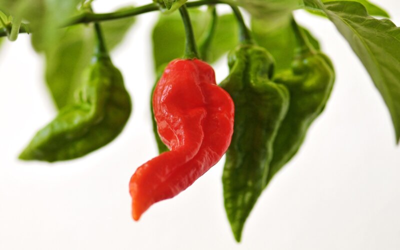 red and green peppers on a plant