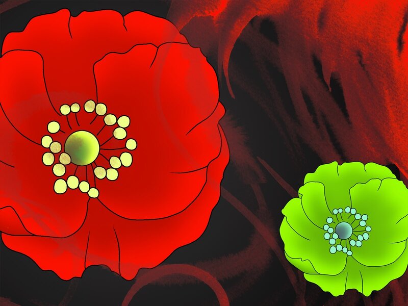 Red and green poppy flowers