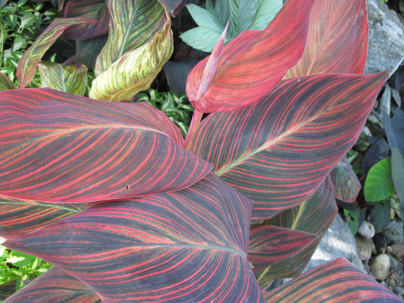 Red and Green Striped Leaves