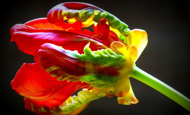 Red and Green Tulip