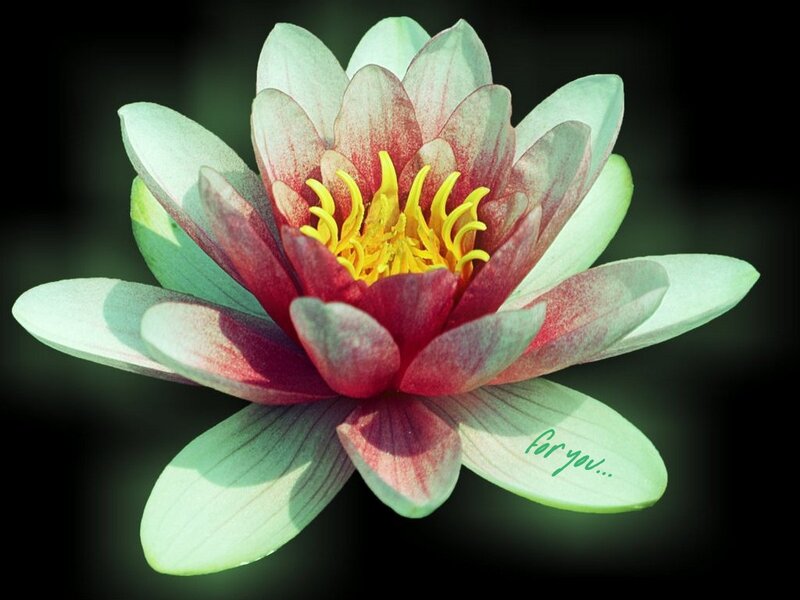 Red and Green Water Lily