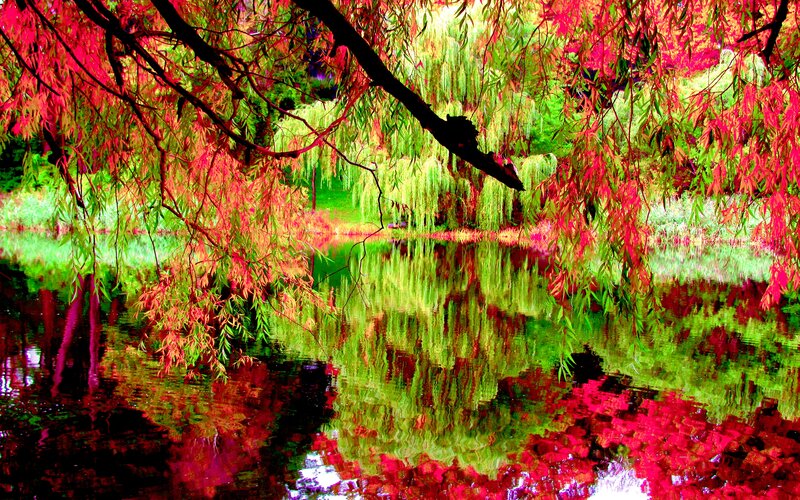 Red and Green Willow Trees