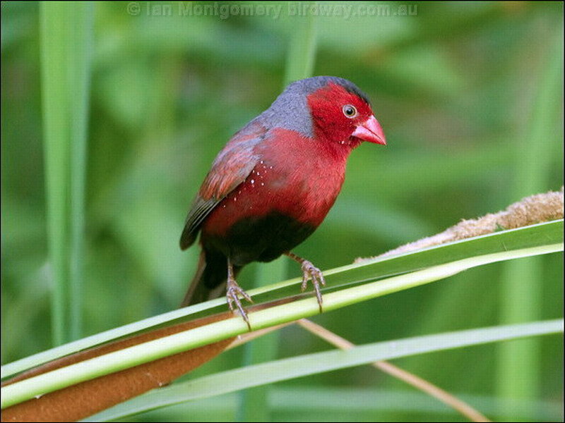 Red and Grey Bird