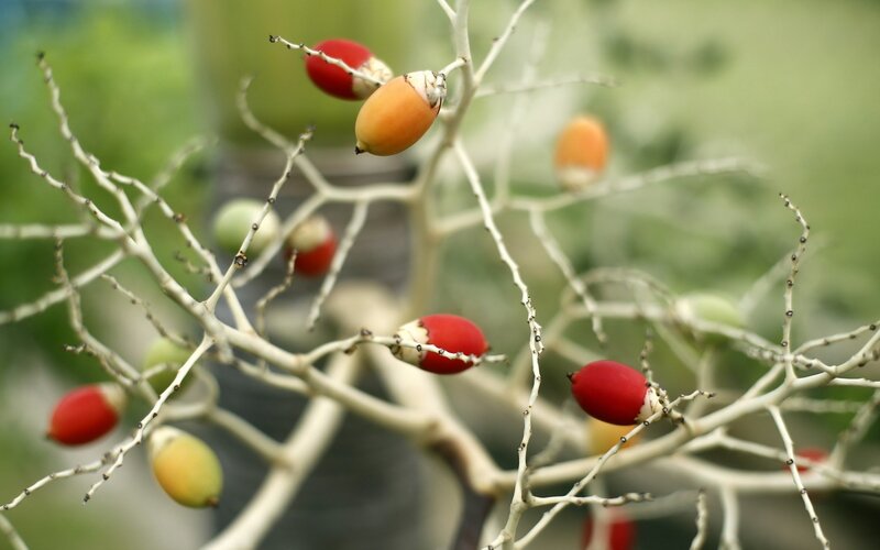 Red and Orange Berries