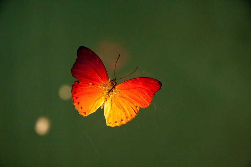 Red and Orange Butterfly