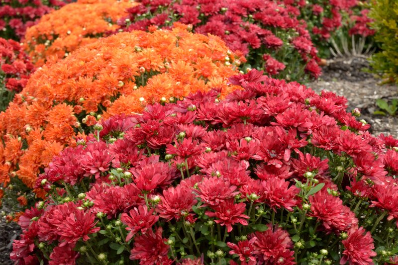 Red and Orange Chrysanthemums