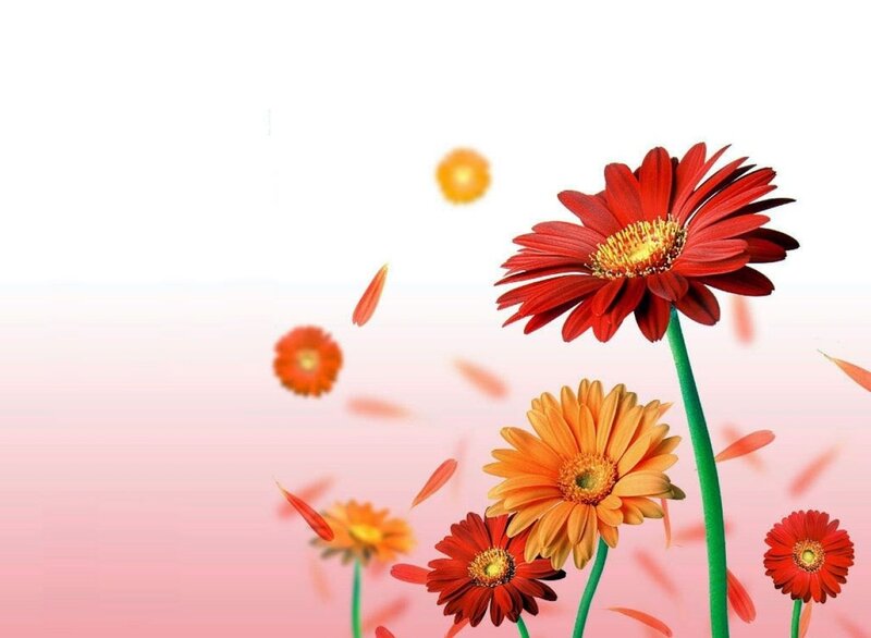 Red and Orange Daisies — Cheerful