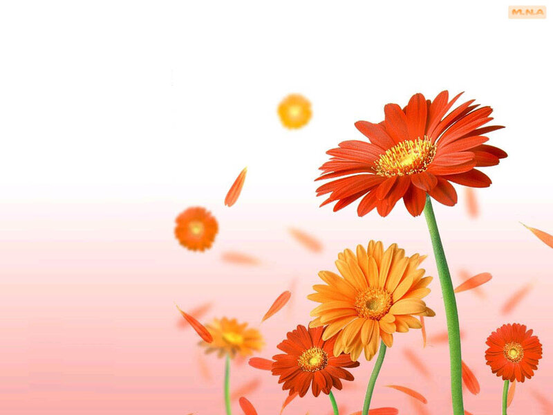 Red and orange daisies