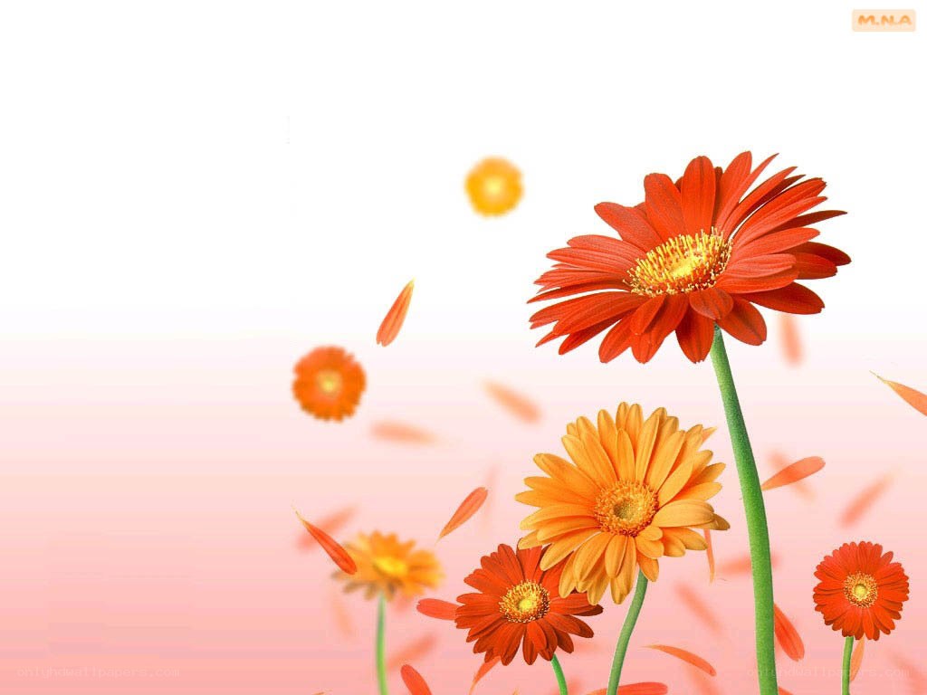 Red and orange daisies
