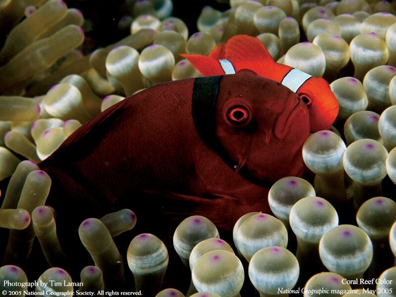 Red and Orange Fish