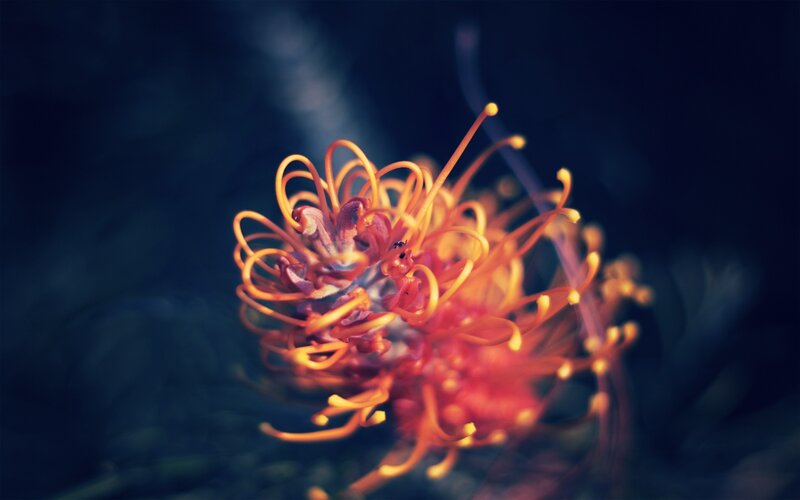 Red and Orange Flower