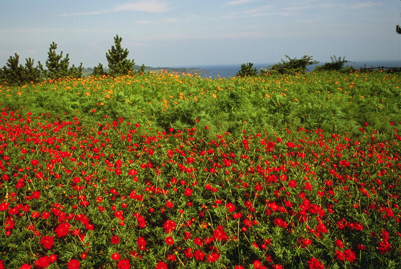 Red and orange flowers by the sea