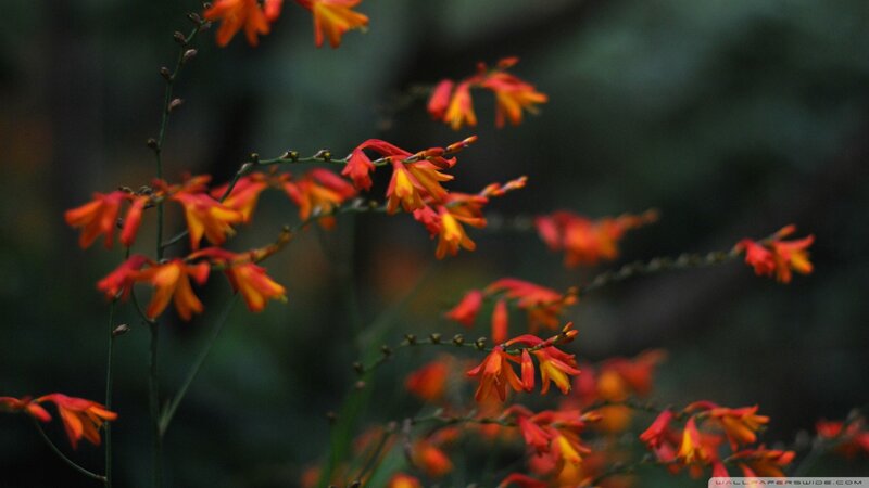Red and Orange Flowers — Calm, Photograph