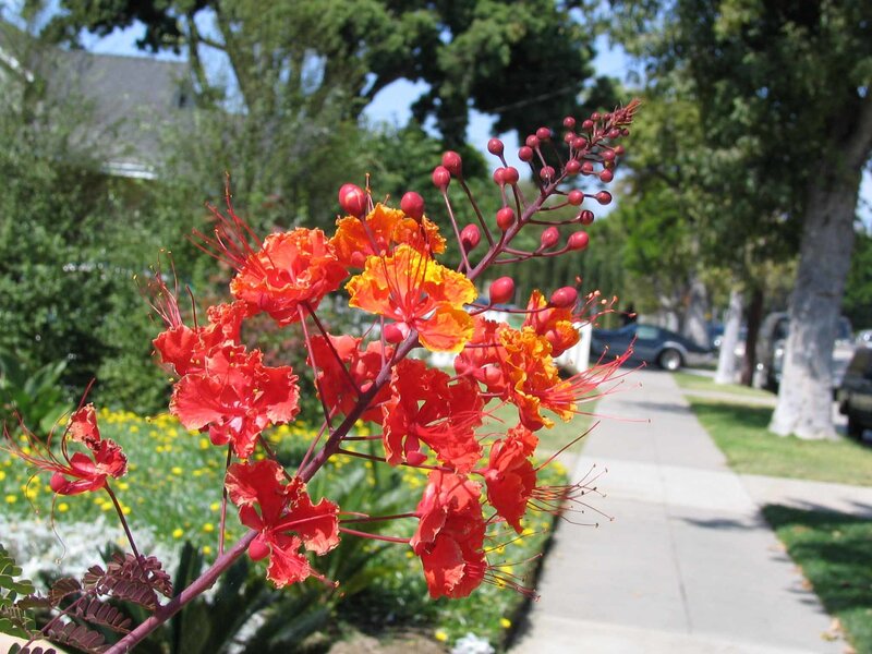 Red and Orange Flowers — Calm