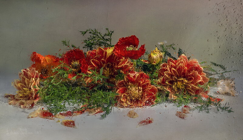 Red and Orange Flowers — Dramatic, Photograph