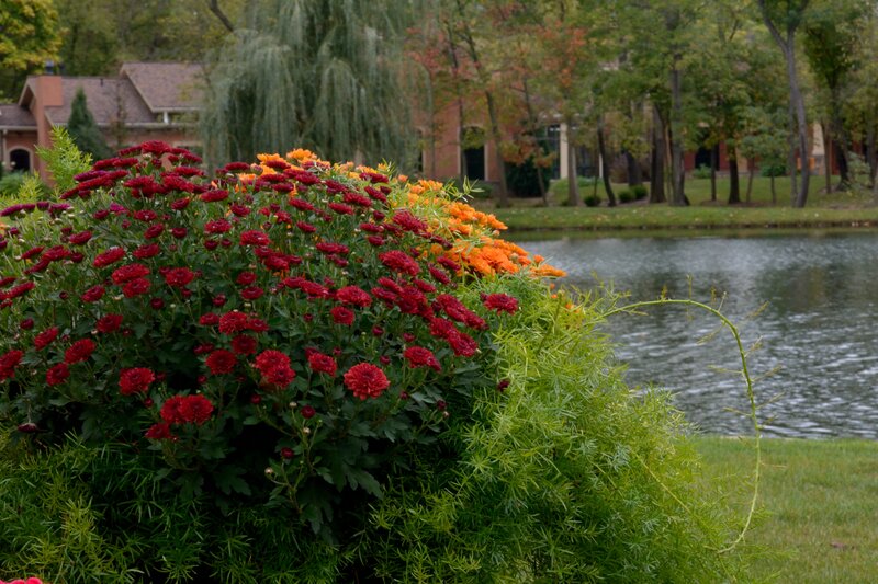 Red and Orange Flowers — Green