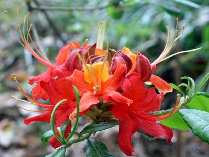 Red and Orange Flowers — Natural