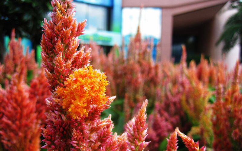 Red and Orange Flowers — Vibrant