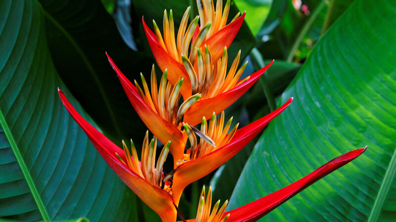 Red and Orange Heliconia Flower