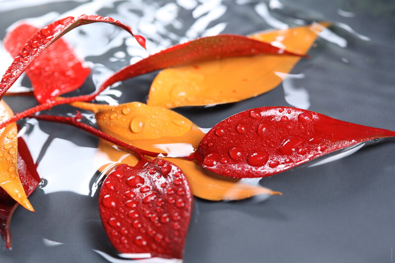 Red and Orange Leaves