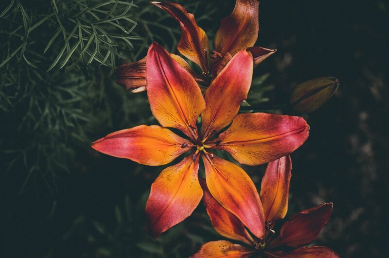 Red and Orange Lily — Dramatic