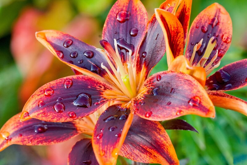 Red and Orange Lily Flower