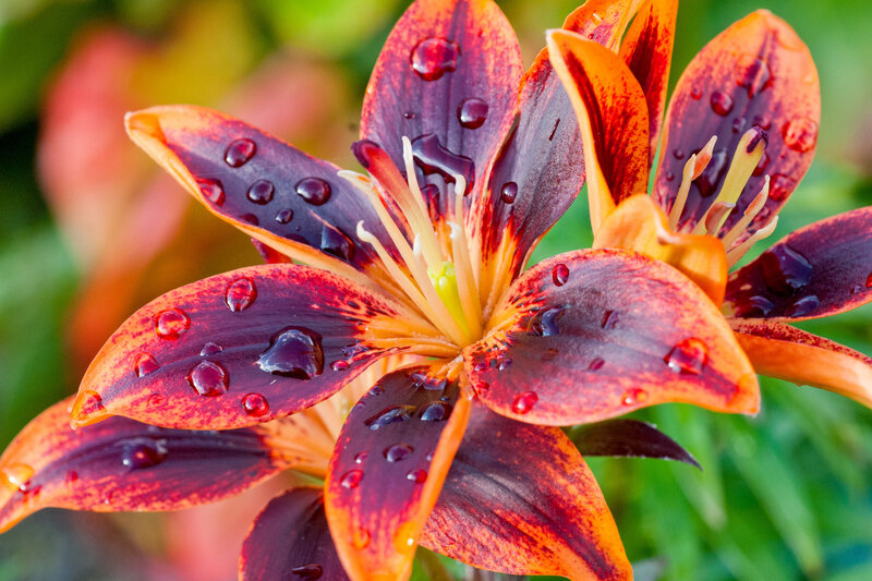 Red and Orange Lily Flower — Vibrant