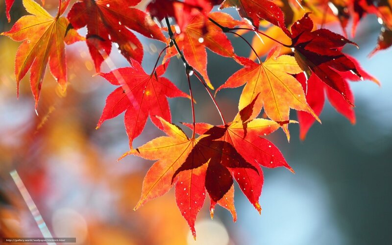 Red and Orange Maple Leaves
