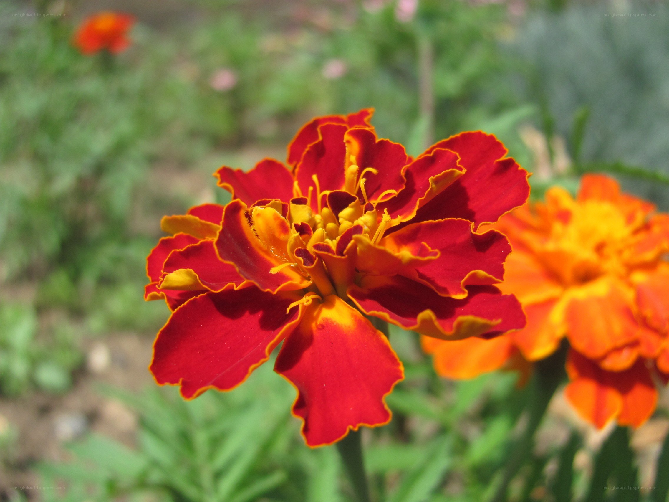 Red and orange marigold flower