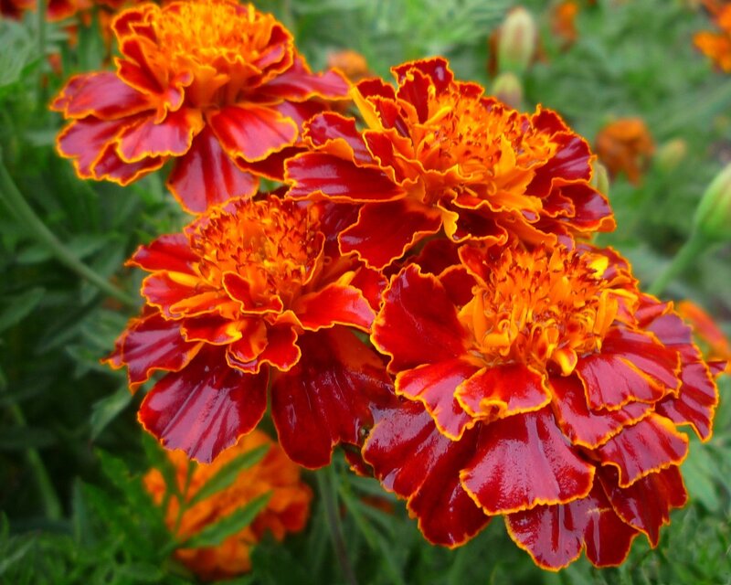 Red and Orange Marigolds